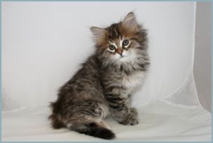 Female Siberian Kitten from Deedlebug Siberians